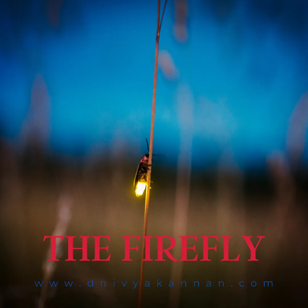 The Fire Fly - Breaking Free from Limiting Beliefs Blog Post