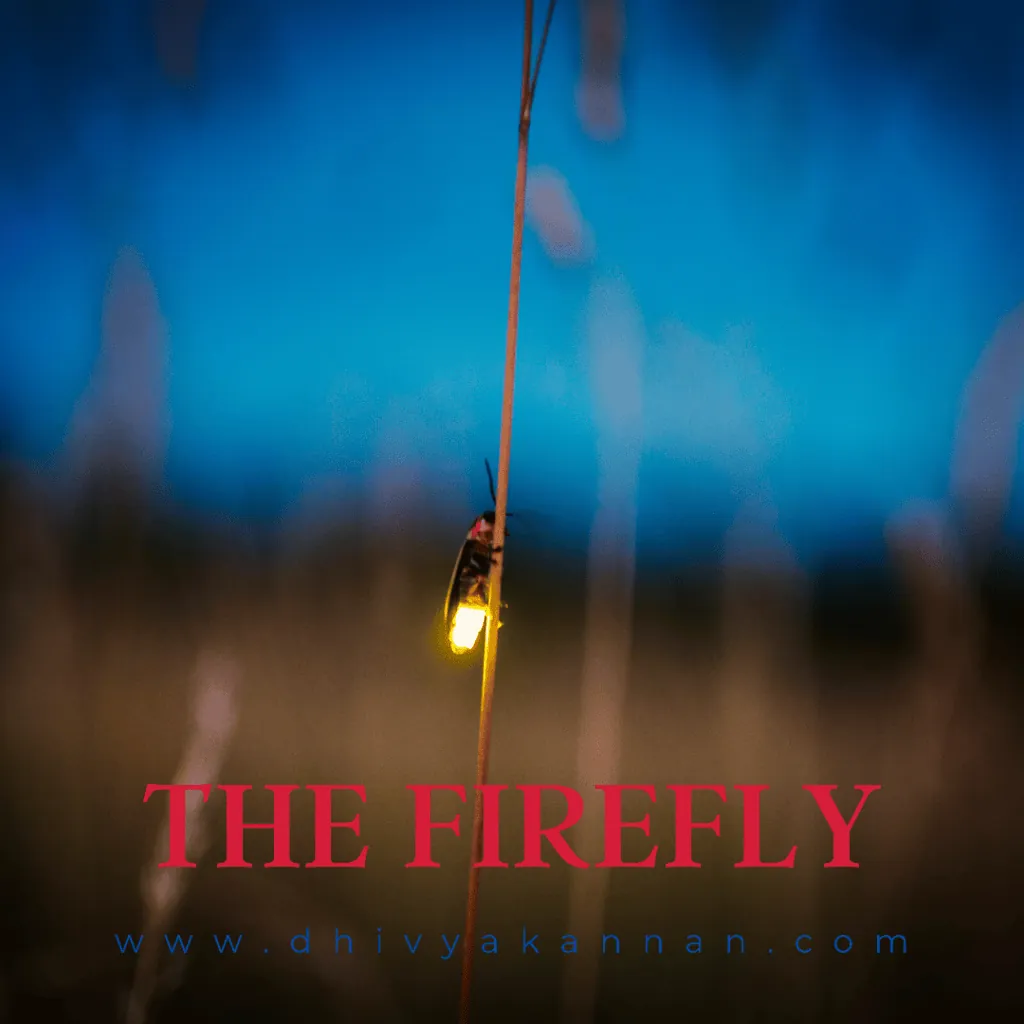 The Firefly